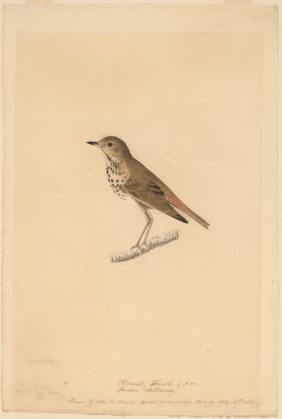 Eremitttrost av John James Audubon