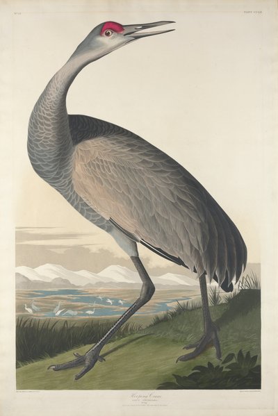 Hooping Crane, 1835 av John James Audubon