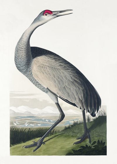 Ringtrane fra *Birds of America* (1827) av John James Audubon
