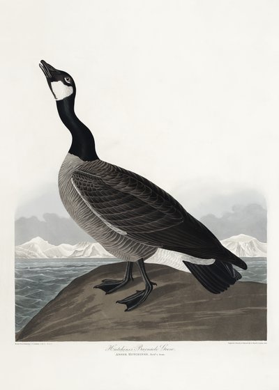 Hutchins’ hvitkinngås fra *Birds of America* (1827) av John James Audubon