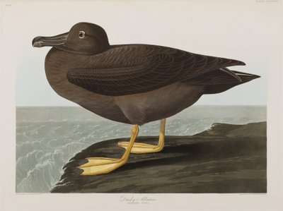 Illustrasjon fra 'Birds of America' av John James Audubon