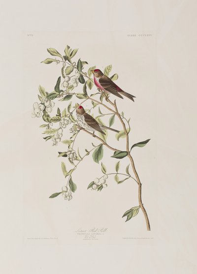 Illustrasjon fra 'Birds of America' av John James Audubon