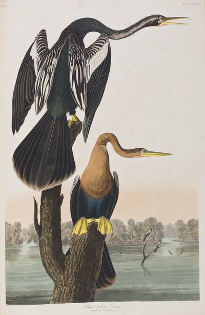 Illustrasjon fra 'Birds of America' av John James Audubon