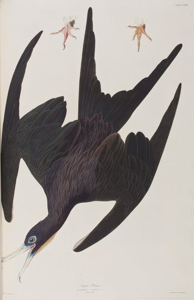 Illustrasjon fra 'Birds of America' av John James Audubon