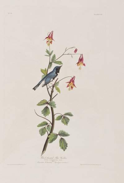 Illustrasjon fra 'Birds of America' av John James Audubon
