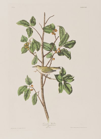 Illustrasjon fra 'Birds of America' av John James Audubon