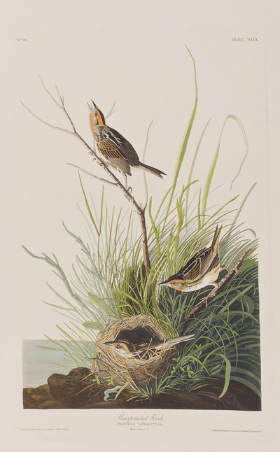 Illustrasjon fra 'Birds of America' av John James Audubon