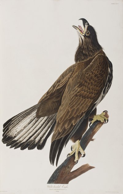 Illustrasjon fra 'Birds of America' av John James Audubon
