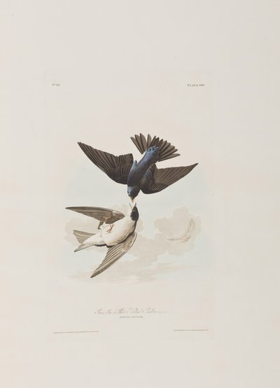 Illustrasjon fra 'Birds of America' av John James Audubon