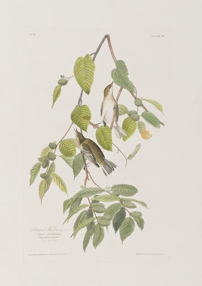 Illustrasjon fra 'Birds of America' av John James Audubon