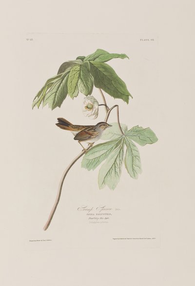 Illustrasjon fra 'Birds of America' av John James Audubon