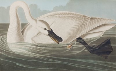 Illustrasjon fra 'Birds of America' av John James Audubon