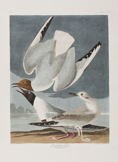 Illustrasjon fra 'Birds of America' av John James Audubon