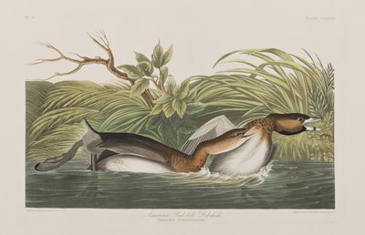 Illustrasjon fra 'Birds of America' av John James Audubon