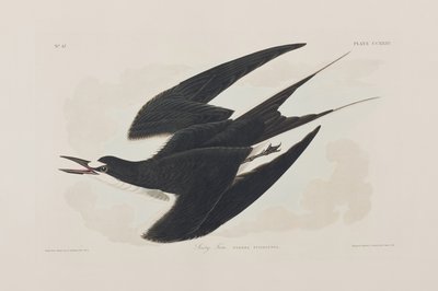 Illustrasjon fra 'Birds of America' av John James Audubon