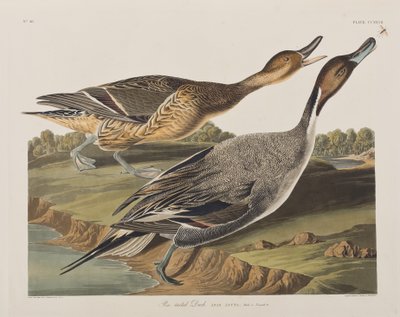 Illustrasjon fra 'Birds of America' av John James Audubon