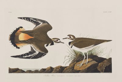 Illustrasjon fra 'Birds of America' av John James Audubon