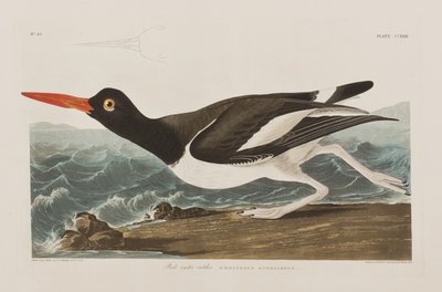 Illustrasjon fra 'Birds of America' av John James Audubon