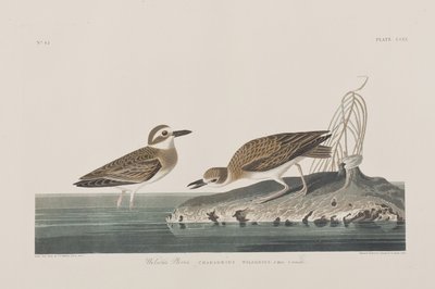 Illustrasjon fra 'Birds of America' av John James Audubon