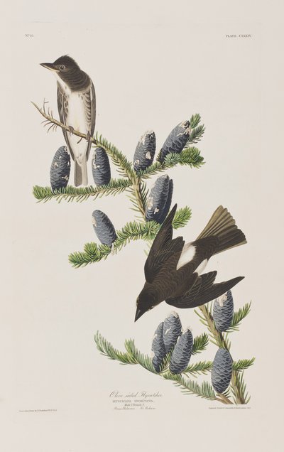 Illustrasjon fra 'Birds of America' av John James Audubon