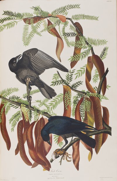 Illustrasjon fra 'Birds of America' av John James Audubon