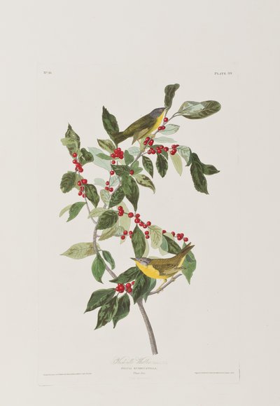 Illustrasjon fra 'Birds of America' av John James Audubon