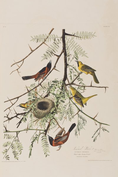 Illustrasjon fra 'Birds of America' av John James Audubon