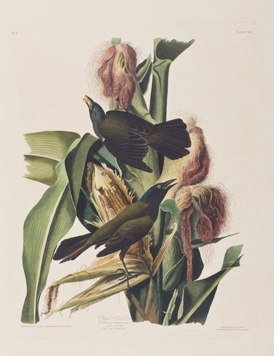 Illustrasjon fra 'Birds of America' av John James Audubon