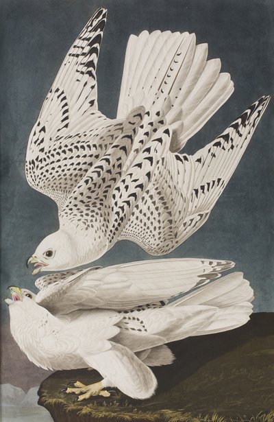 Illustrasjon fra 'Birds of America' av John James Audubon