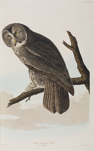 Illustrasjon fra 'Birds of America' av John James Audubon
