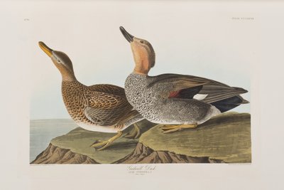 Illustrasjon fra 'Birds of America' av John James Audubon