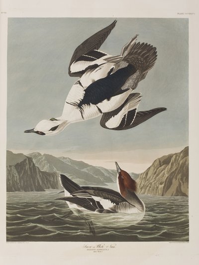 Illustrasjon fra 'Birds of America' av John James Audubon
