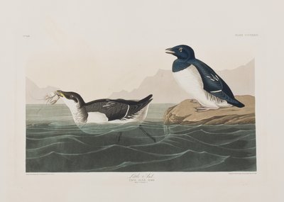 Illustrasjon fra 'Birds of America' av John James Audubon
