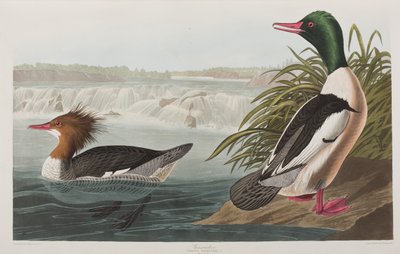 Illustrasjon fra 'Birds of America' av John James Audubon