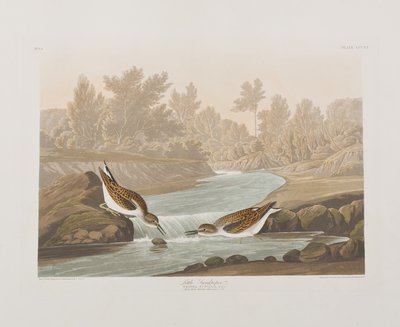 Illustrasjon fra 'Birds of America' av John James Audubon