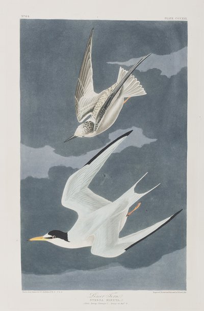 Illustrasjon fra 'Birds of America' av John James Audubon