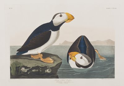 Illustrasjon fra 'Birds of America' av John James Audubon