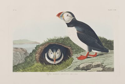 Illustrasjon fra 'Birds of America' av John James Audubon