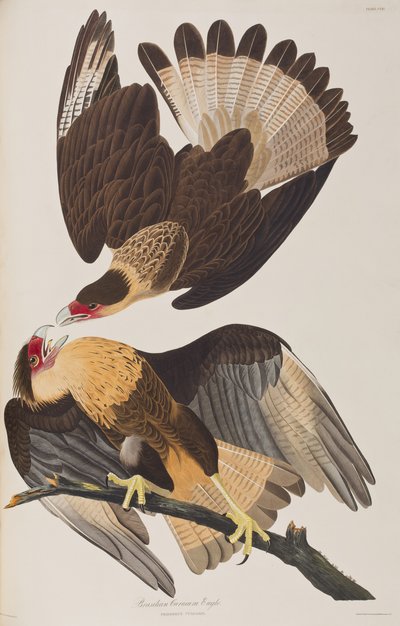 Illustrasjon fra 'Birds of America' av John James Audubon