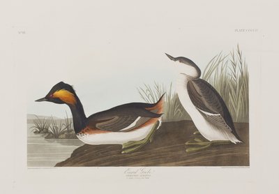 Illustrasjon fra 'Birds of America' av John James Audubon