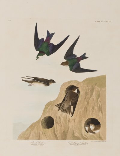 Illustrasjon fra 'Birds of America' av John James Audubon