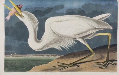 Illustrasjon fra 'Birds of America' av John James Audubon