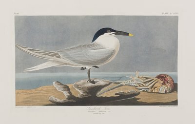 Illustrasjon fra 'Birds of America' av John James Audubon