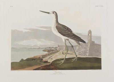 Illustrasjon fra 'Birds of America' av John James Audubon
