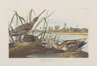 Illustrasjon fra 'Birds of America' av John James Audubon