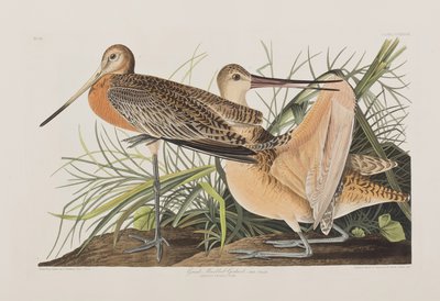 Illustrasjon fra 'Birds of America' av John James Audubon