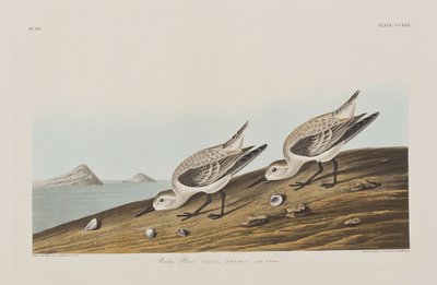 Illustrasjon fra 'Birds of America' av John James Audubon