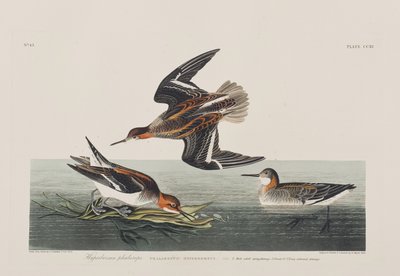 Illustrasjon fra 'Birds of America' av John James Audubon