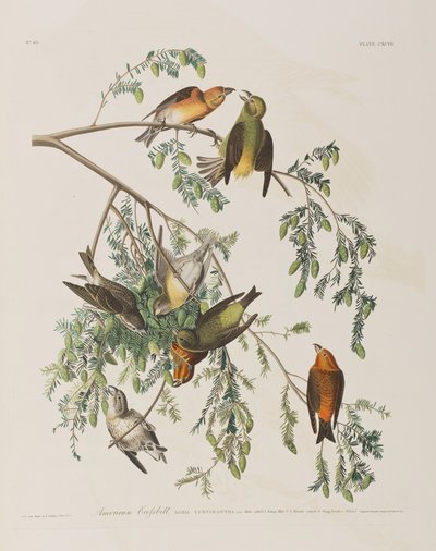 Illustrasjon fra 'Birds of America' av John James Audubon