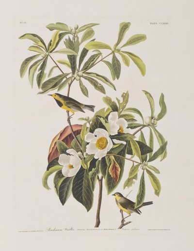 Illustrasjon fra 'Birds of America' av John James Audubon
